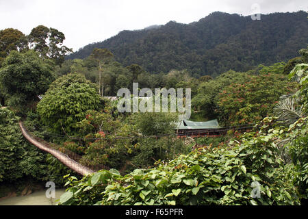 Sumatra, Indonesien. 12. November 2015. Ein Bild Tangkahan Waldlandschaft, als Patrouille Bereich des Sumatra-Elefanten sind ausgebildet, Nord-Sumatra, Indonesien, 12. November 2015. Insgesamt drei Sumatran Elefant Kalb ist geboren, die Mutter des 25 Jahre alten Olive, Agustina Alter von 43 Jahren und Yuni Alter von 27 Jahren mit seinem Vater namens Theo, im Alter von 27 Jahren, mit einem Gehalt von mehr als 22 Monate. Bildnachweis: Ivan Damanik/Alamy Live-Nachrichten Stockfoto