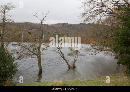 Lake Windermere, Cumbria, UK. 12. November 2015.  UK-Abigail, UK zu schlagen. Wetter See Überläufe bei Bowness Bay & Molen & Bäume unter Wasser durch Starkregen verlassen einige Boote gestrandet. Weitere schwere Regen dürfte für die umliegenden Hügel & fällt die einfließen werden in den See über die nächsten 48 Stunden erhöhen die Ebenen weiter Kredit: Gordon Shoosmith/Alamy Live News Stockfoto