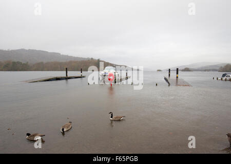 Lake Windermere, Cumbria, UK. 12. November 2015.  UK-Abigail, UK zu schlagen. Wetter See Überläufe bei Bowness Bay & Molen & Bäume unter Wasser durch Starkregen verlassen einige Boote gestrandet. Weitere schwere Regen dürfte für die umliegenden Hügel & fällt die einfließen werden in den See über die nächsten 48 Stunden erhöhen die Ebenen weiter Kredit: Gordon Shoosmith/Alamy Live News Stockfoto