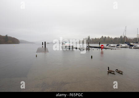 Lake Windermere, Cumbria, UK. 12. November 2015.  UK-Abigail, UK zu schlagen. Wetter See Überläufe bei Bowness Bay & Molen & Bäume unter Wasser durch Starkregen verlassen einige Boote gestrandet. Weitere schwere Regen dürfte für die umliegenden Hügel & fällt die einfließen werden in den See über die nächsten 48 Stunden erhöhen die Ebenen weiter Kredit: Gordon Shoosmith/Alamy Live News Stockfoto