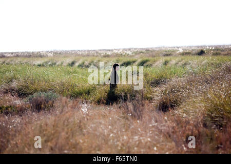 La Isla Minima Marschland Jahr: 2014-Spanien Regie: Alberto Rodriguez Nerea Barros Stockfoto