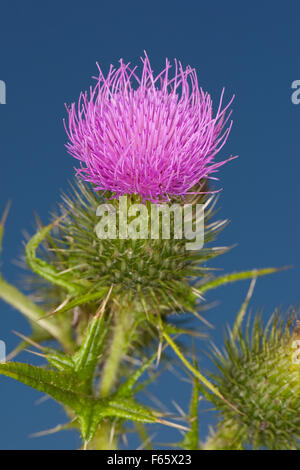 Speer Distel, Bull Distel, Kratzdistel, Bull-Distel, Gewöhnliche Kratzdistel, Distel, Cirsium Vulgare Cirsium Lanceolatum Stockfoto