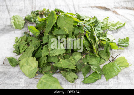 Silver Birch, Getrocknete Birkenblätter, Birkenblatt, Birke, Europäische weiße Birke, Hängebirke, Betula Pendel, Blätter, Blatt Stockfoto