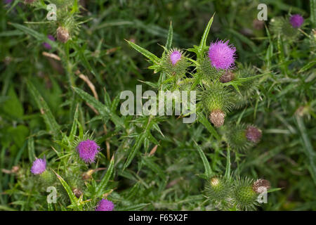 Speer Distel, Bull Distel, Kratzdistel, Bull-Distel, Gewöhnliche Kratzdistel, Distel, Cirsium Vulgare Cirsium Lanceolatum Stockfoto