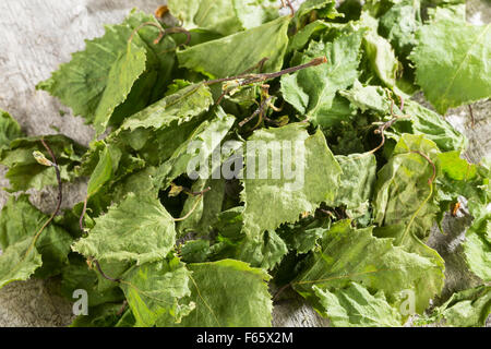 Silver Birch, Getrocknete Birkenblätter, Birkenblatt, Birke, Europäische weiße Birke, Hängebirke, Betula Pendel, Blätter, Blatt Stockfoto