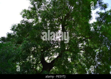 Ein Neem-Baum mit dem Himmel als Hintergrund genommen Stockfoto