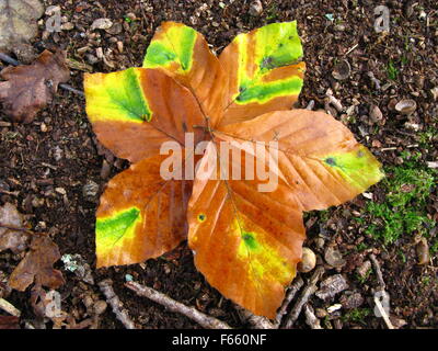 sechs braune Buche Blätter angeordnet, in der Form einer Blume, jeweils mit einem Spritzer hellgrün und gelb auf einem Waldboden Stockfoto