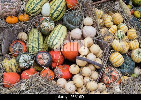 Kürbis, Kürbis und Kürbis-Anzeige Stockfoto