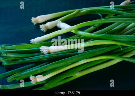 Gesamte Tabelle Zwiebel mit Wurzeln und Tipps, grünlich-blau Holz, Raum für Kopieren. Stockfoto