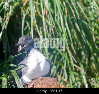 Die jungen Sittich-Auklet (Cyclorrhynchus geflohen) in der Nähe ein Loch. Kommandeurs-Inseln. Stockfoto