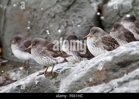 Calidris Ptilocnemis Qutra. Flug. (Kommandant Islands) Stockfoto