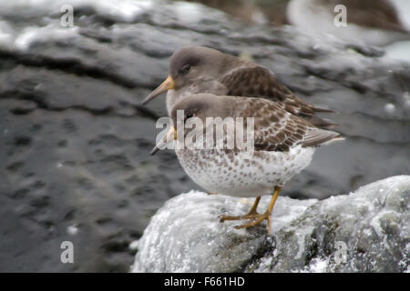 Calidris Ptilocnemis Qutra.  (Kommandant Islands) Stockfoto