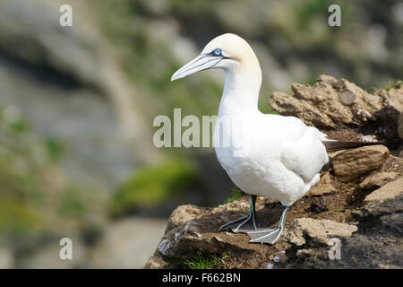 ein Erwachsener Basstölpel steht im Profil auf Klippen, Hermaness, Shetland Islands, Schottland, UK Stockfoto