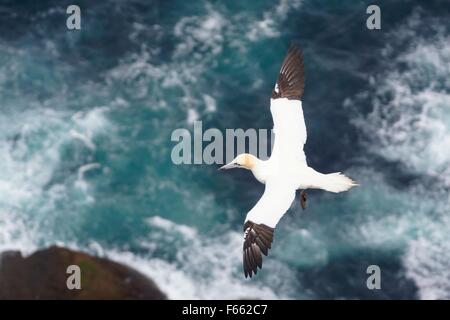 Erwachsenen Basstölpel, fliegen über das Meer und die Klippen, Hermaness, Shetland Islands, Schottland, Großbritannien Stockfoto