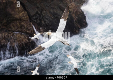 Erwachsenen Basstölpel, fliegen über das Meer und die Klippen, Hermaness, Shetland Islands, Schottland, Großbritannien Stockfoto