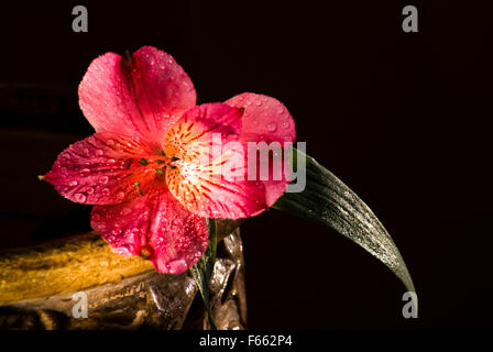 Alstroemeria oder peruanischen Lilie mit Tautropfen auf einem keramischen Vase mit schwarzem Hintergrund. Stockfoto