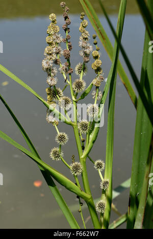 Verzweigte Bur-reed, Spaganium Erectum, Blüte Blütenstand auf einem Kanalufer, Berkshire, Juni Stockfoto