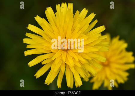 Gelbe zusammengesetzte Blume von smooth Hawksbeard, Crepis Capillaris, Berkshire, Juni Stockfoto