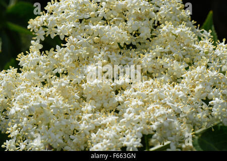 Weiße Blüten und Holunderbusch, Sambucus Nigra, Berkshire, Juni Stockfoto