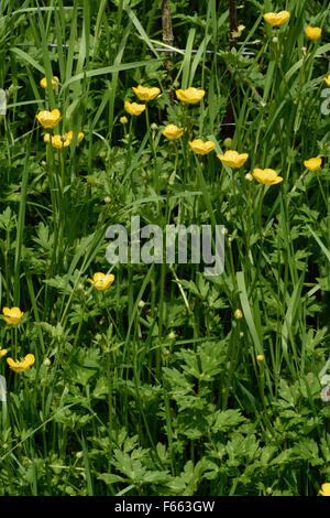 Feld-Hahnenfuß, Ranunculuis Acris, Blumen unter Grünland, Berkshire, Juni Stockfoto