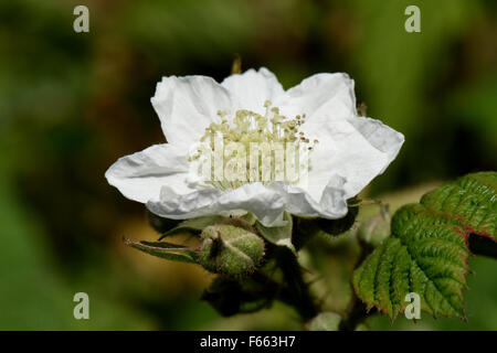 Weiße Blume eines Blackberry oder Brombeere, Rubus Fruticosus, Pflanzen, Berkshire, Juni Stockfoto