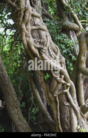 Große, alte, Dicke, einschnürenden, antraten, Wirren, Efeu, Hedera Helix, ergibt rund um die Trruck eines Baumes große Weißdorn, Berkshire, Stockfoto