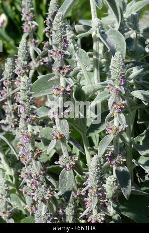 Lamb's-ear, Stachys byzantina or lanata, flowering hairy aornamental garden plant, Berkshire, July Stockfoto
