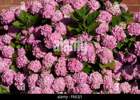 Rosa Mophead Hortensie, Hydrangea Macrophylla, blühend, Berkshire, Juli Stockfoto