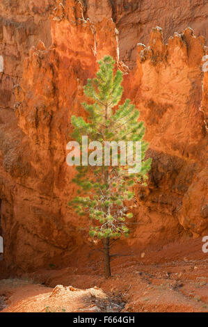 Lone Pine Tree beleuchtet durch die späte Nachmittagssonne, Bryce Canyon, Utah, USA. Stockfoto