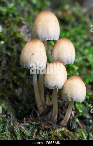 Glimmer-Kappe, glänzende Kappe oder glitzernden Inky Cap (Corpinellus Micaceus), Emsland, Niedersachsen, Deutschland Stockfoto