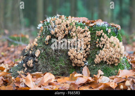 Glimmer-Kappe, glänzende Kappe oder glitzernden Inky Cap (Corpinellus Micaceus) auf bemoosten Baumstamm, Emsland, Niedersachsen, Deutschland Stockfoto