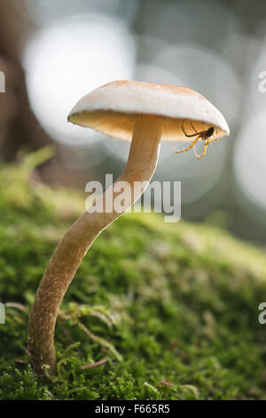 Schwefel-Büschel oder gruppierten Woodlover (Grünblättriger Fasciculare) mit Spinne, Emsland, Niedersachsen, Deutschland Stockfoto