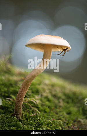 Schwefel-Büschel oder gruppierten Woodlover (Grünblättriger Fasciculare) mit Spinne, Emsland, Niedersachsen, Deutschland Stockfoto