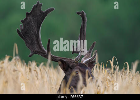 Damhirsch (Dama Dama) Bock mit Geweih aus samt im Weizenfeld im Sommer bedeckt Stockfoto