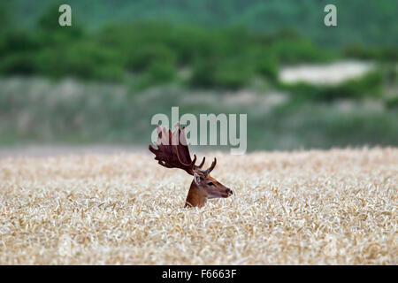 Damhirsch (Dama Dama) Bock mit Geweih aus samt im Kornfeld im Sommer bedeckt Stockfoto