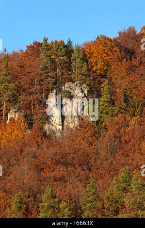 Klettern Fels zwischen Rotbuchen (Fagus SP.) im Herbst, Fränkische Schweiz, Upper Franconia, Bayern, Deutschland Stockfoto