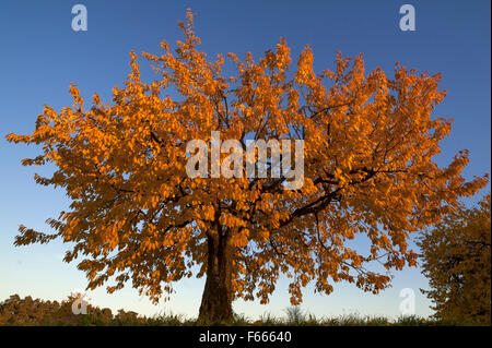 Wildkirsche (Prunus Avium) Baum, herbstliche Farben, blauer Himmel, Middle Franconia, Bayern, Deutschland Stockfoto