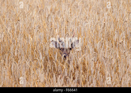 Damhirsch (Dama Dama) Young buck mit kleinen Geweih im Kornfeld im Sommer Stockfoto