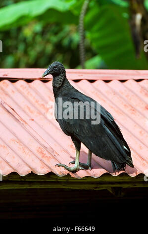 Amerikanische schwarze Geier (Coragyps Atratus) am Dach des Hauses, Costa Rica Stockfoto