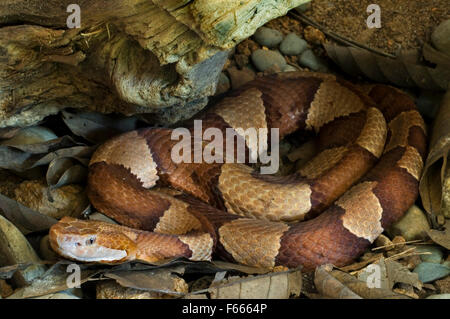 Breit-banded Copperhead / Texas Copperhead (Agkistrodon Contortrix Laticinctus) zusammengerollt unter Baumstamm Stockfoto