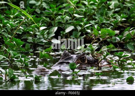 Brillentragende Kaiman / weiß Kaiman / gemeinsame Kaiman (Caiman Crocodilus) versteckt unter schwimmenden Vegetation im Sumpf, Costa Rica Stockfoto