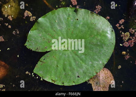 Lily Pad in einem Teich in der Nähe von Gold Hill, Oregon Stockfoto