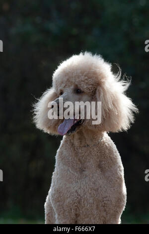 Standard Poodle-Hochformat Stockfoto