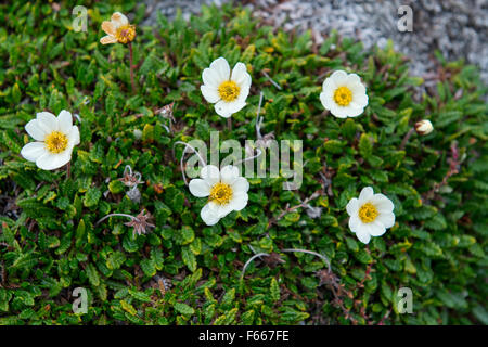 Norwegen, Barentssee, Spitzbergen, Svalbard Fakse Bucht (Faksevagen) Tundra Blumen, Mountain Avens (Dryas Octopetala). Stockfoto