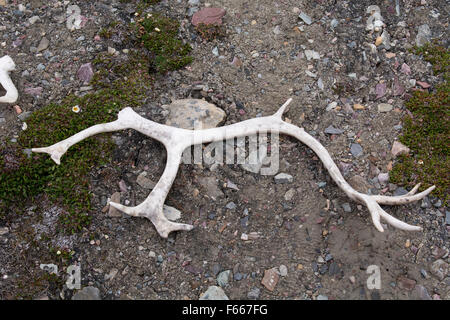 Barentssee, Svalbard, Norwegen, Spitzbergen, Fakse Bucht (Faksevagen)-Svalbard-Rentiere (Rangifer Tarandus Platyrhynchus) verfolgt. Stockfoto