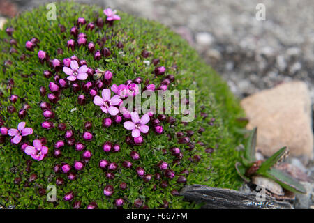 Norwegen, Svalbard, Spitzbergen, Fakse Bucht (Faksevagen). Moss Campion (Silene Acaulis) Kissen aka rosa. Stockfoto