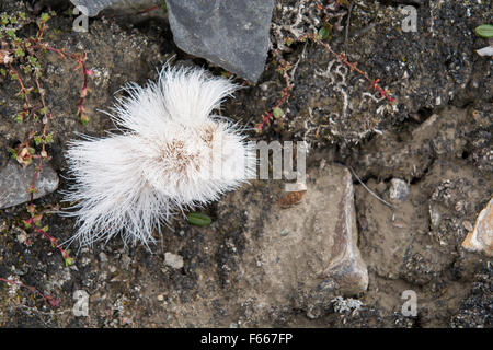 Norwegen, Svalbard, Spitzbergen, Fakse Bucht (Faksevagen). Haarbüschel Svalbard Rentier (Rangifer Tarandus Platyrhynchus). Stockfoto