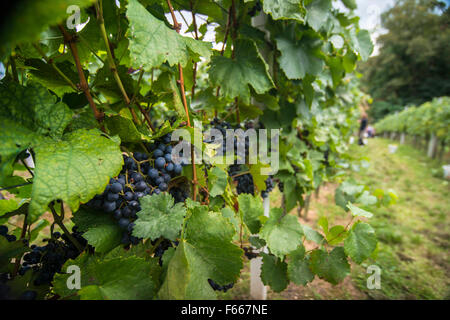 Trauben kurz vor der Weinlese Stockfoto