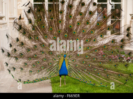 Peacock bunte Heck stehend auf Rasen Gesicht zur Kamera, Touristen live tierische Attraktion, Pavo Cristatus Männchen anzeigen Stockfoto