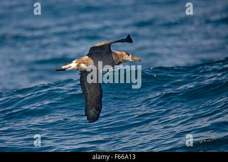 Schwarz – Schwarzfuß Albatros, Phoebastria Nigripes fliegen Stockfoto